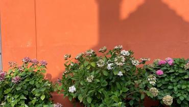 Hortensien-Fasanenschlösschen